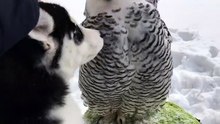 Moment de tendresse entre un husky et une chouette!