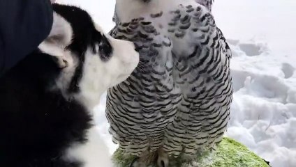 Moment de tendresse entre un husky et une chouette!