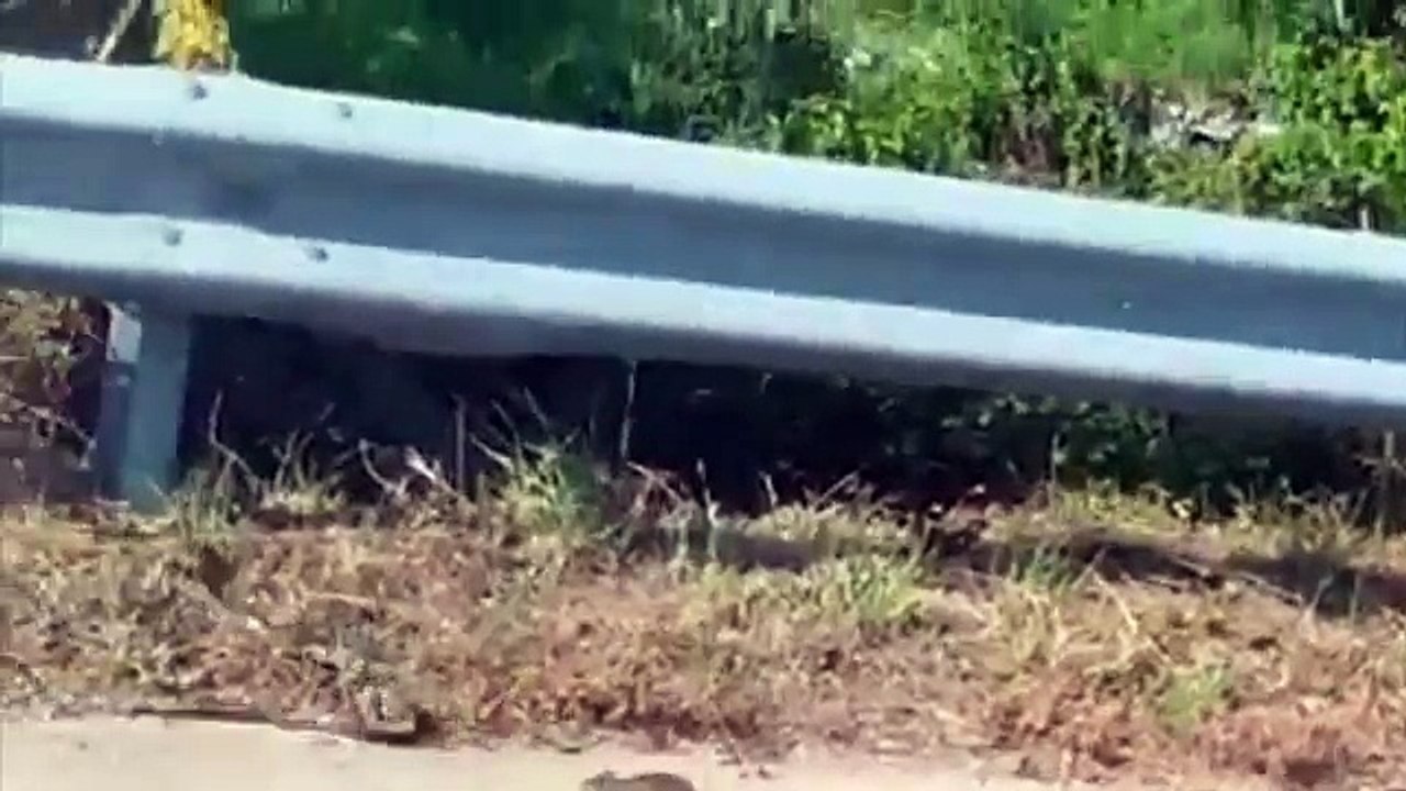 Une maman rat sauve son bébé pris dans la gueule d'un serpent