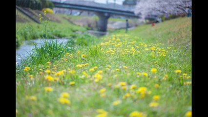 ベートーヴェン　交響曲第7番 イ長調 Op.92 第3楽章