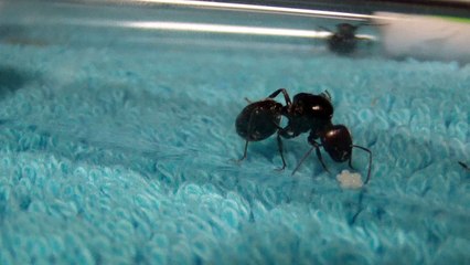 268.HDV-nf16.nr7.20170306.bob