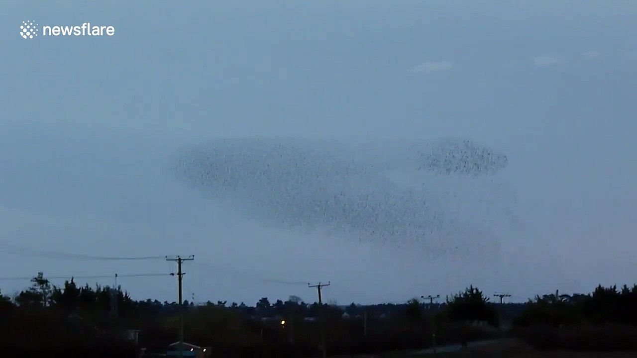 Bewitching starling murmuration in the UK