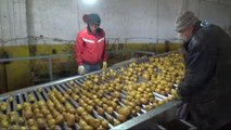 Patateste Ton Başına Verilen Teşvik Çiftçinin ve Tüccarın Yüzünü Güldürüyor