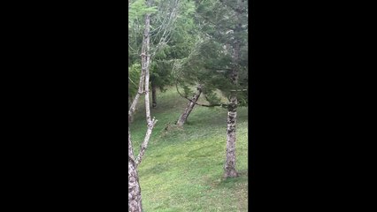 Un arbre arraché par la tempête Zeus à Fléac