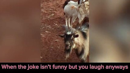 The Goat, He Laughs Like A Man!