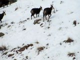 Erzincan'da çengel boynuzlu dağ keçisi görüntülendi