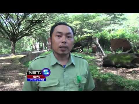 Tingkah Polah Lucu dan Menggemaskan Seekor Bayi Beruang Madu - NET5