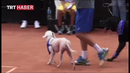 Tenis kortunu köpeklerle paylaştılar
