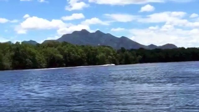 Golfinhos aparecem no canal de Maria Ortiz, em Vitória