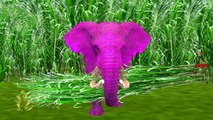 Baby boong elephants eat carrots colors + more cartoon nursery rhymes for children