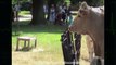 Funny animals videos - Funny Goat, Sheep, Ostrich, Attack human 2016 - Funniest Moments - YouTube