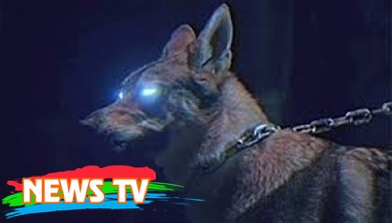 Ngao Tây Tạng đã là gì, đây mới là "vua chó chọi" máu chiến nhất hành tinh