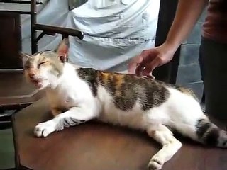 Ce chat adore se faire gratter le dos...