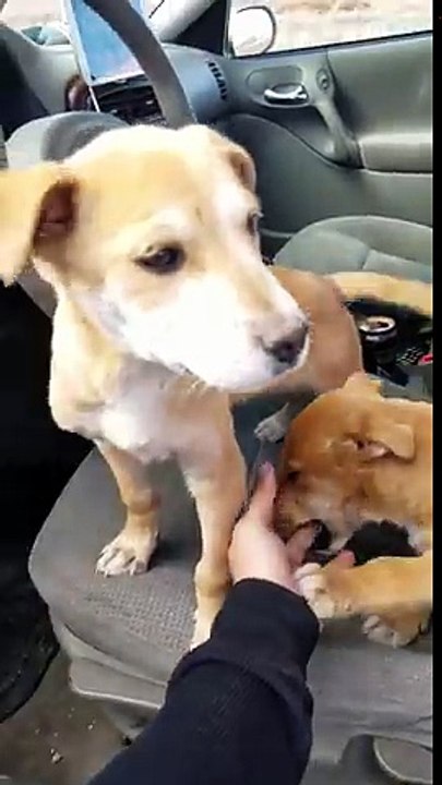 Incroyable : des chiots abandonnés dans un désert, au milieu de nulle part !