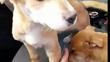Incroyable : des chiots abandonnés dans un désert, au milieu de nulle part !