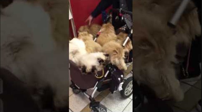 10 chats dans une poussette!