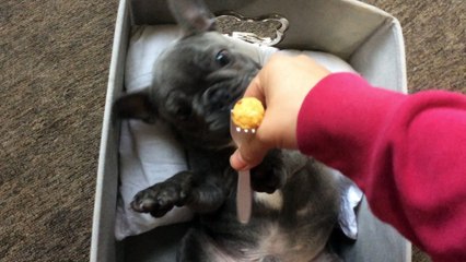 Cute Dog Enjoys Human Food on a Fork