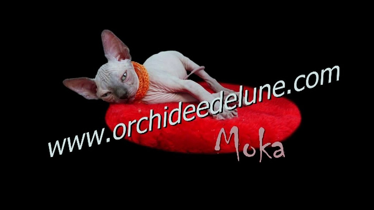 Moka - Orchidée de lune - 2017