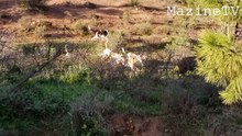 A wild boar attacked by dogs in forest - MazineTV