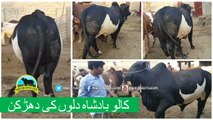 333 || Qurbani bull for eiduladha || Bakra eid in Punjab, Pakistan ||