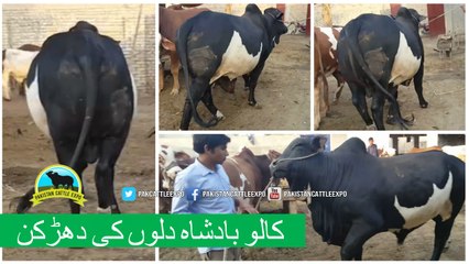 333 || Qurbani bull for eiduladha || Bakra eid in Punjab, Pakistan ||