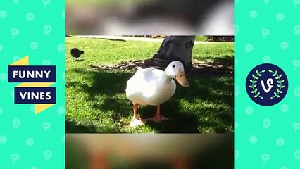 Try Not To Laugh or Grin - Funny Vines Animals Compilation