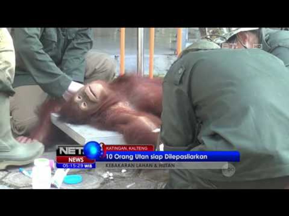 10 Orang Utan Siap Dilepasliarkan di Katingan, Kalimantan Tengah - NET5