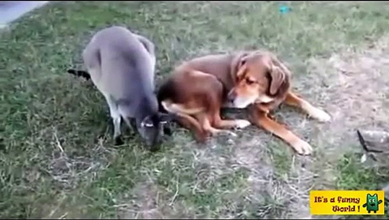 Un chien ami avec kangourou !