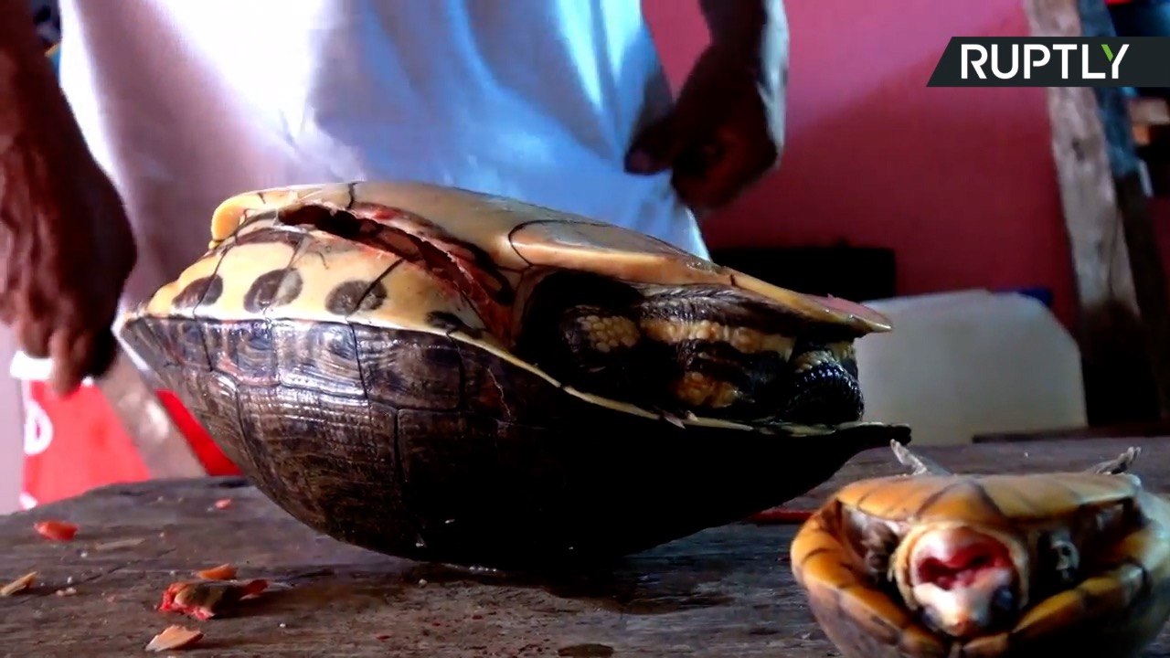 Tabasco Residents Chow Down on Endangered Turtles for Lent