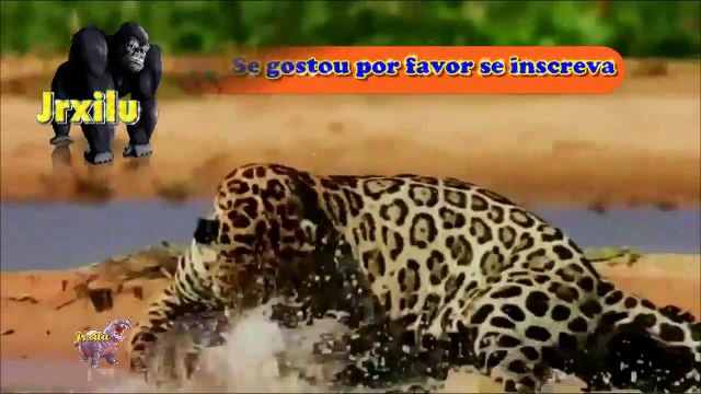 Incríveis Ataques de animais selvagens 119, Batalha de animais selvagens, Batalha animal, curiosidade animal, Animais s