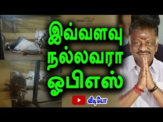 O.Panneerselvam Gave his Native Cattle to his Friends | இவ்வளவு  நல்லவரா ஓபிஎஸ் ?- Oneindia Tamil