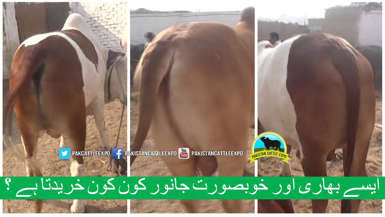 334 || Bull qurbani for eiduladha || Bakra eid in Karachi, Pakistan ||