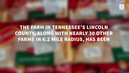 Bird flu found in popular chicken nugget brand