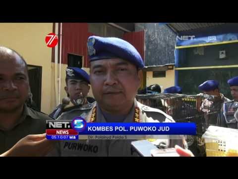 Polairud Sita 17 Hewan Dilindungi - NET5