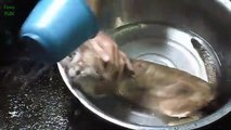 Funny Bread Cat Videos Compzzzzz