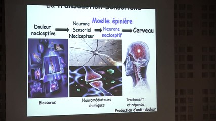 Conférence Stress et douleur - par Laurent Chatre - La Science se livre 2017