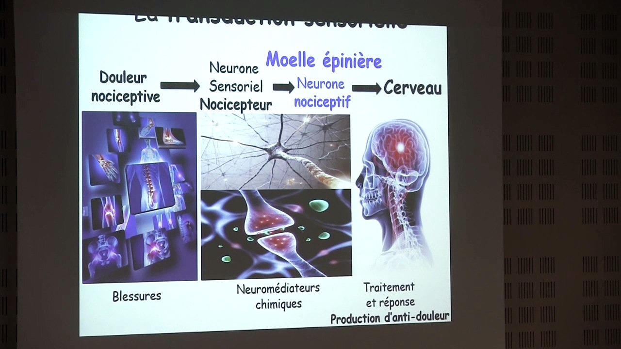 Conférence Stress et douleur - par Laurent Chatre - La Science se livre 2017