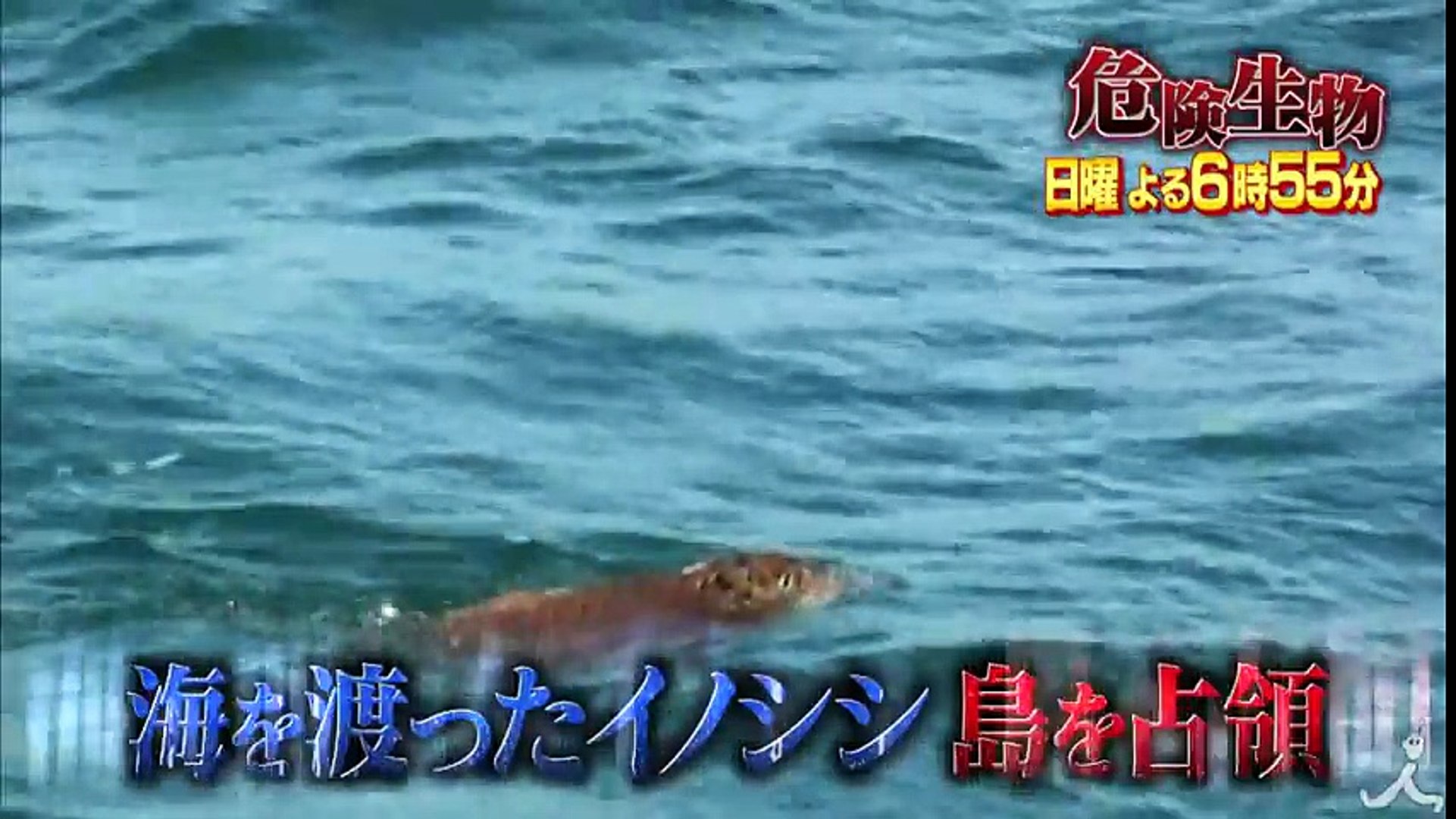 虎が脱走 日本最悪の猛獣脱走事件 戦慄の26日間の一部始終 3 5 日 世界の超s級危険生物 Tbs Video Dailymotion