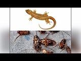 How to get rid of Lizards and Cockroaches effectively, find out | Boldsky