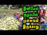 Radish Production Suffered in Krishnagiri - Oneindia Tamil