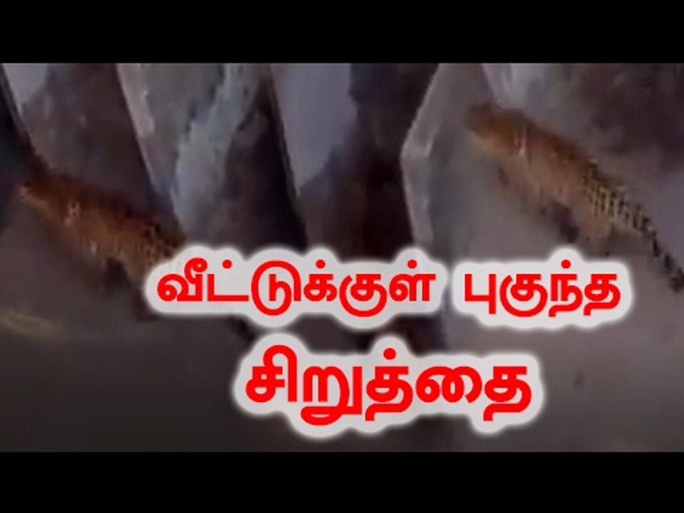 A Leopard Enters Into Home,Haryana| வீட்டுக்குள் புகுந்த சிறுத்தை அலறி ஓடிய மக்கள்- Oneindia Tamil