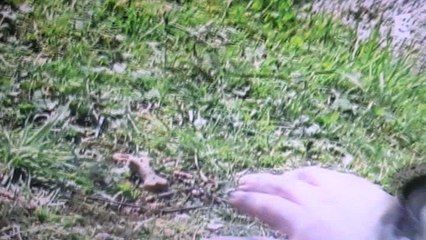 Kommissar Rex :"le tueur des chiens"