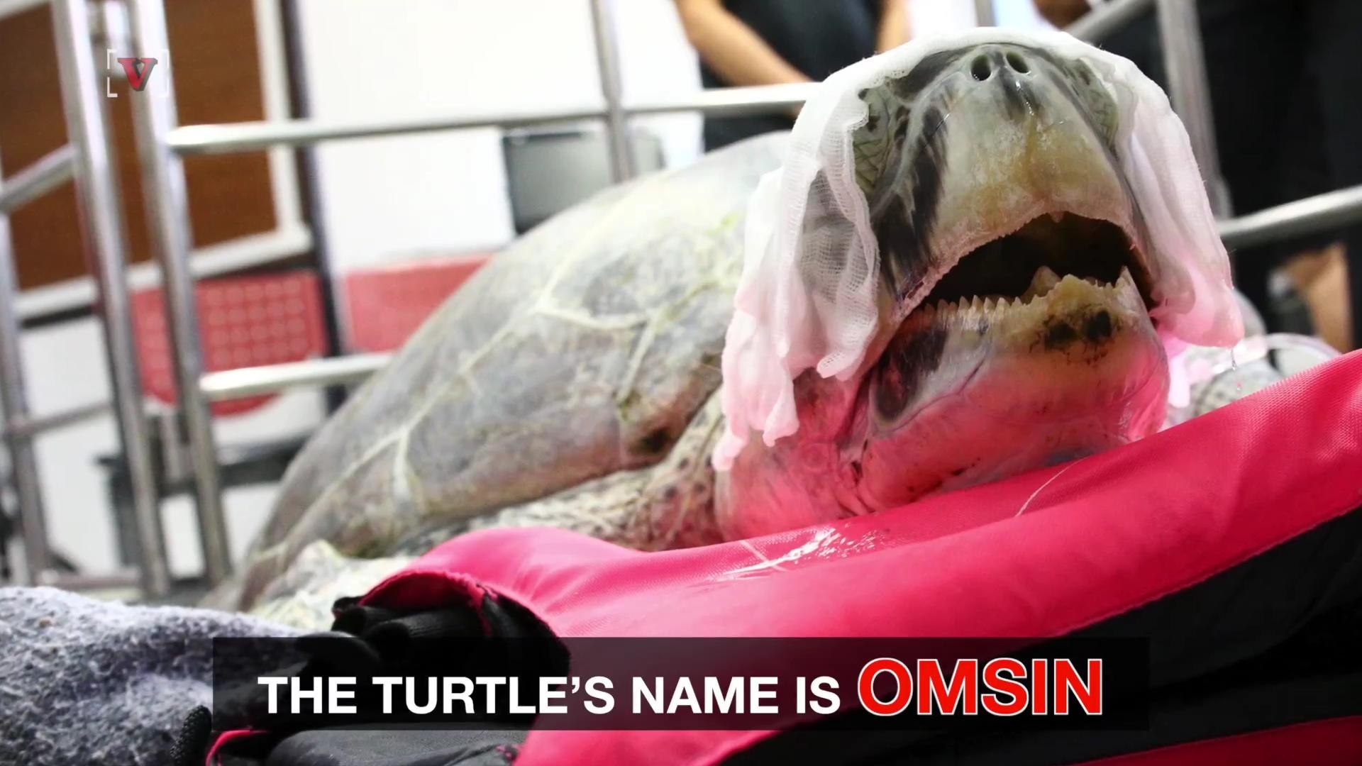 ⁣Why This Endangered Sea Turtle Needed Surgery