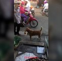 Thần kì chú chó nhỏ biết đi chợ mua thịt tại Sài Gòn