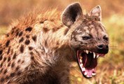 Top ataque de animais selvagens #11, Animais selvagens atacando, Animals, Confrontos animais, Serpen