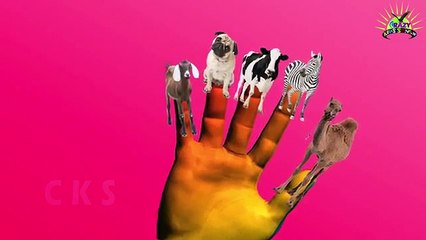 The Secret Life Of Pets Toys Finger Family Song | KIDS RHYME BOX