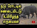 Bulls Fight On Ooty Main Road | ஊட்டி ரோட்டில் சண்டையிட்ட காட்டெருமைகள் - Oneindia Tamil