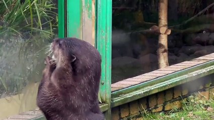 Une loutre jongle avec des pierres !