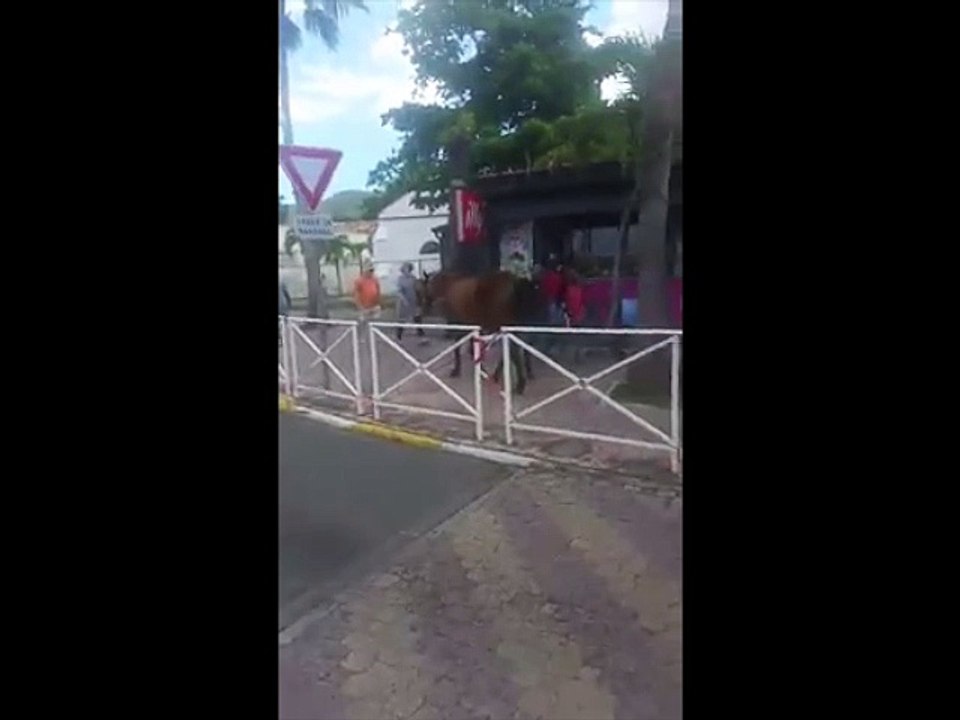 Un cheval se balade seul en pleine ville !