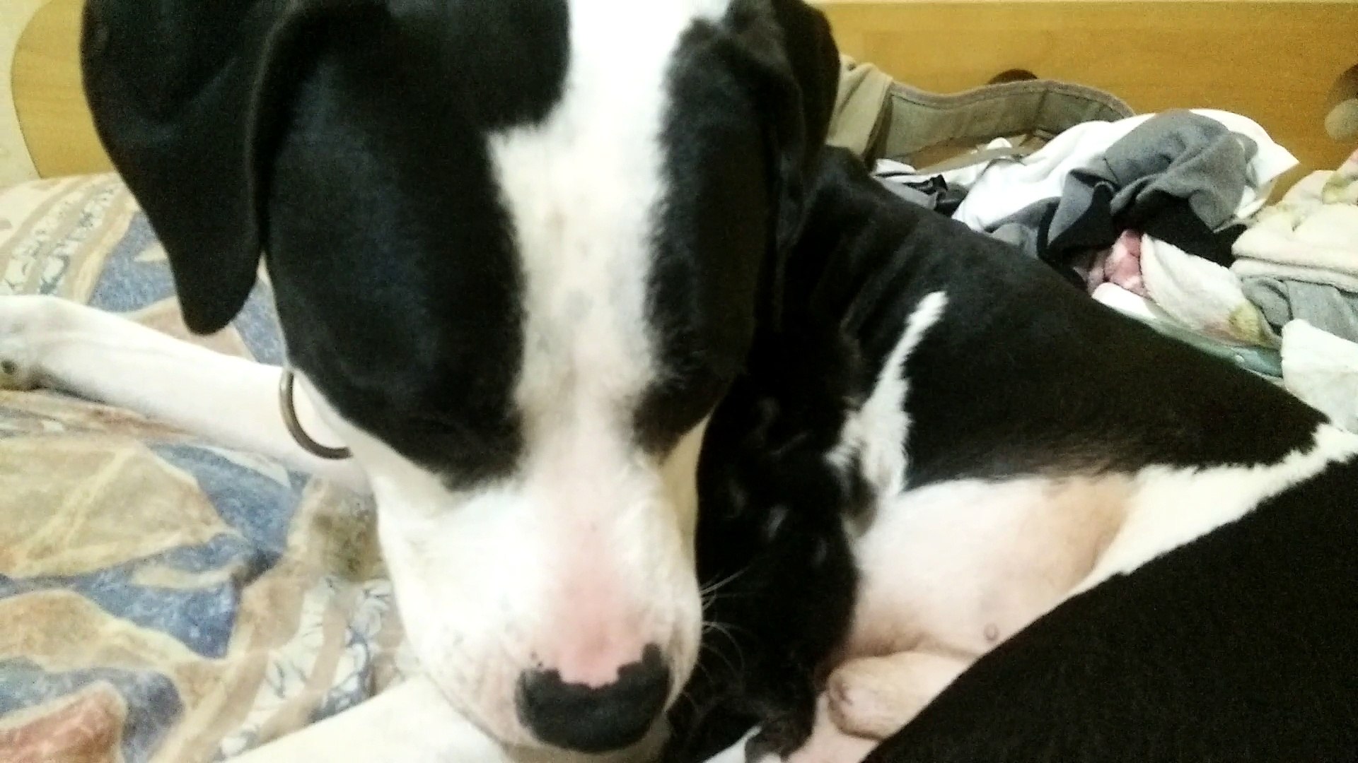 ⁣Pit Bull Cares for Newborn Kitten